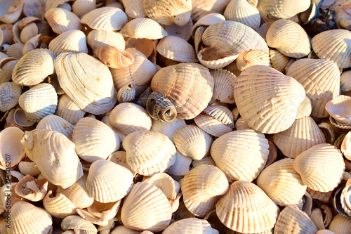 Seashells on the sand on the seashore. Background of the shells.