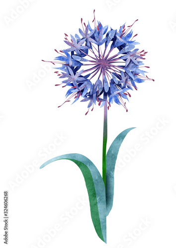 Wallpaper Mural Watercolor Agapanthus Flower Torontodigital.ca