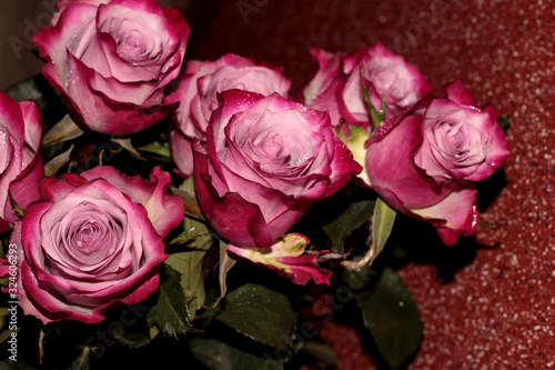 Rose buds with dew drops on a red background