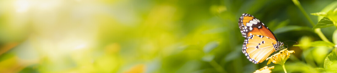 Close up nature view of orange butterfly on green blurred background in garden with copy space using as background insect, natural landscape, ecology, fresh cover page concept.