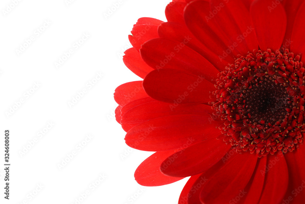Red gerdera isolated on white background, close up