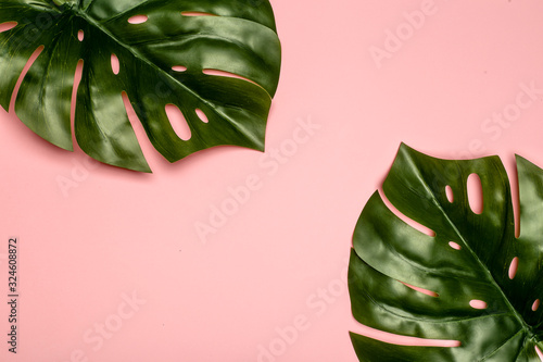 Monstera leaf background. Tropical jungle palm leaves on color pastel background. Copy space