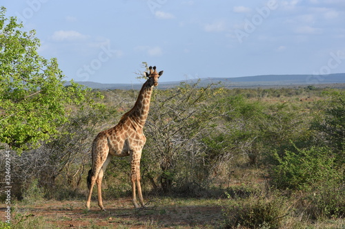 Photography Pretty Tall giraffe