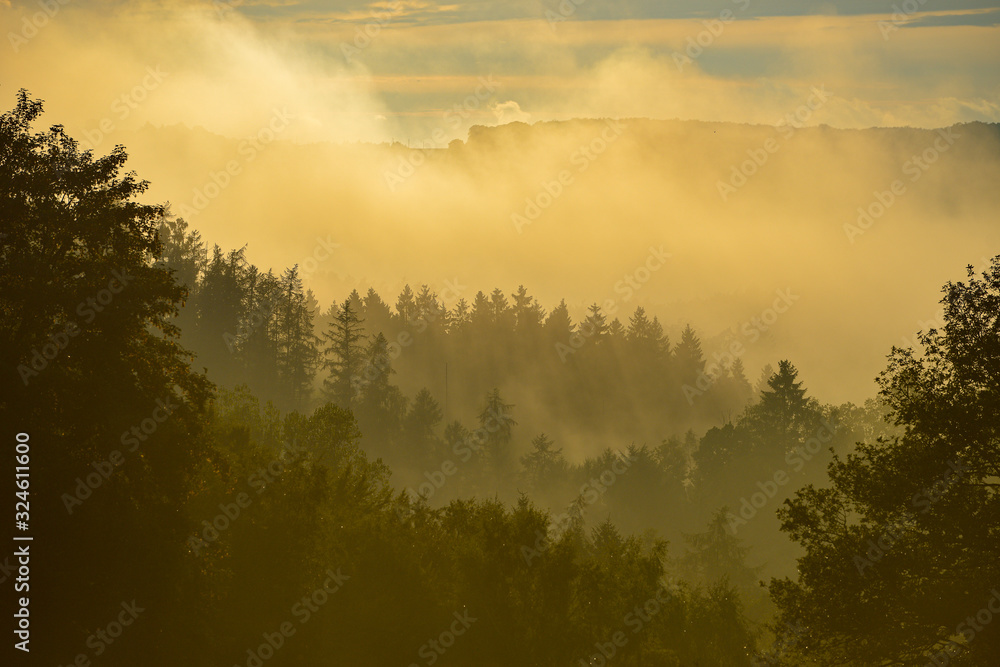 Fototapeta premium sunset in the forest