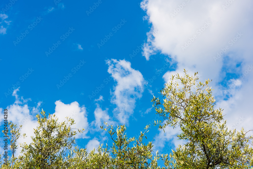 Olive trees under a cloudy sky in springtime Olive trees under a cloudy sky in springtime