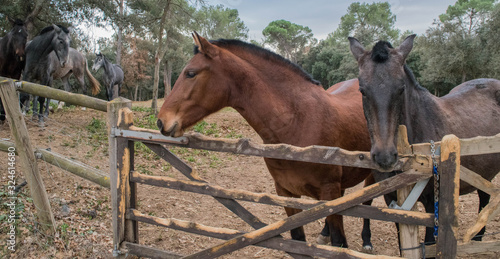 Several Spanish horses. closely shaven horses
