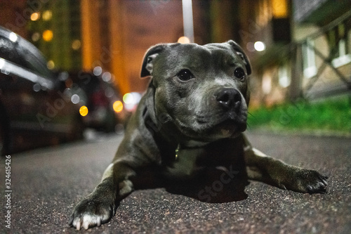 Kind American Staffordshire Terrier sitting on asphalt