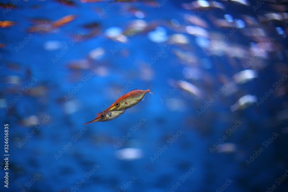 Fototapeta premium 恋人の魚たち