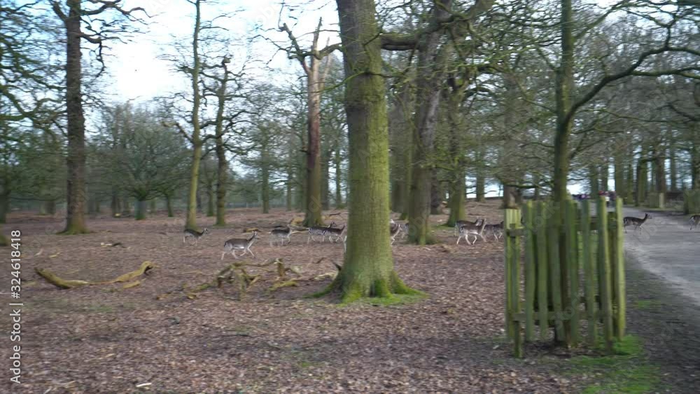 Fallow deer running at Dunham Massey a Georgian house, garden for all seasons and an ancient deer park, part of the National Trust membership Fallow deer running at Dunham Massey a Georgian house, garden for all seasons and an ancient deer park, part of the National Trust membership