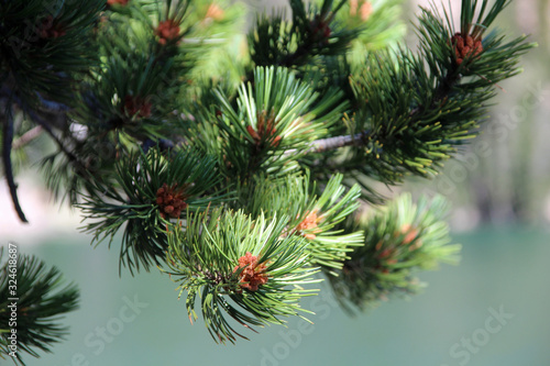 Fir Branch