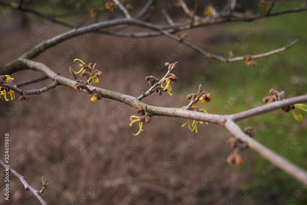 Hamamelis virginiana Hamamelis virginiana
