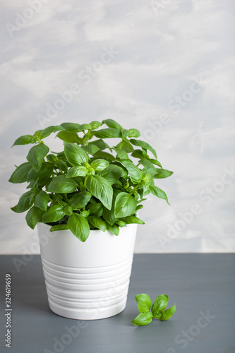 fresh basil herb in flowerpot