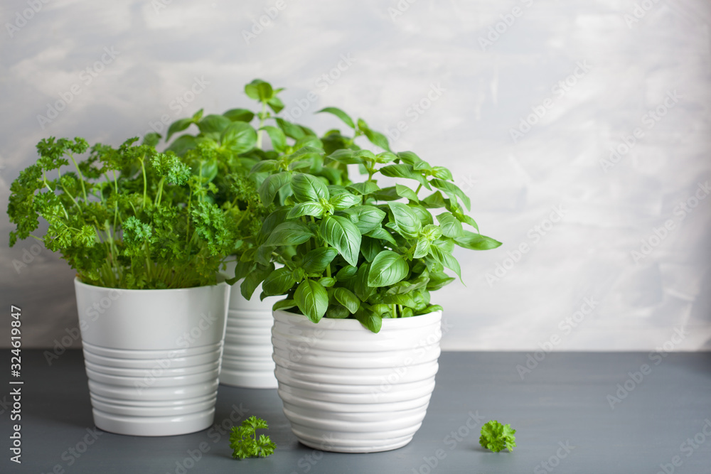 fresh basil and parsley herb in flowerpot fresh basil and parsley herb in flowerpot