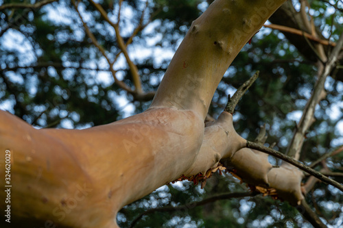 Close-up of like coral red trunk and branches of Arbutus andrachne tree or Greek strawberry tree in Massandra park, Crimea. Selective focus photo