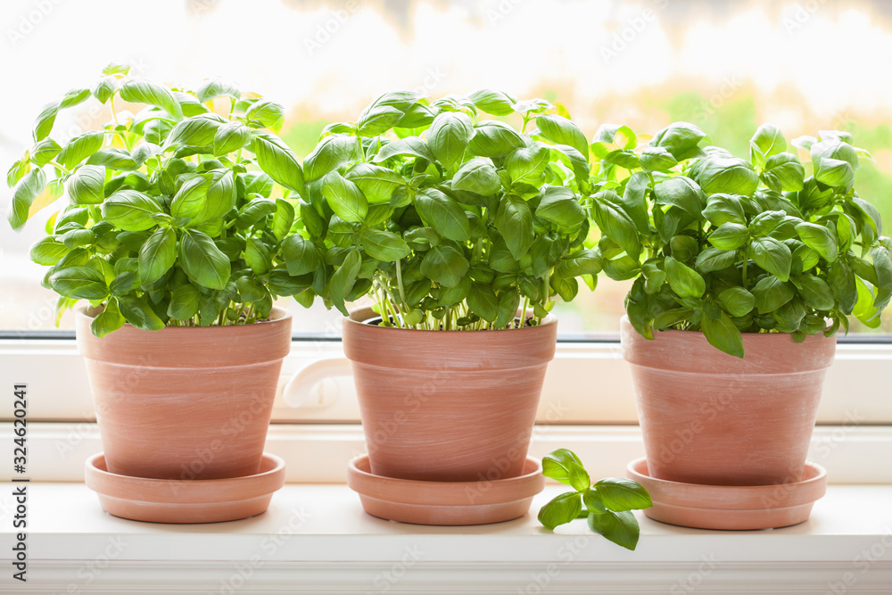 fresh basil herb in flowerpot on window fresh basil herb in flowerpot on window