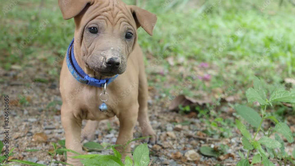 Cute Small Puppy In Blue Collar And Funny Ears Stands On Ground. Summertime Cute Small Puppy In Blue Collar And Funny Ears Stands On Ground. Summertime