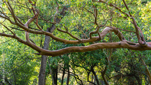 Coral red trunks and branches of Arbutus andrachne tree or Greek strawberry tree in Massandra park  Crimea. Tree lays beautifully above the footpath. Scenic landscape for theme of nature and ecology