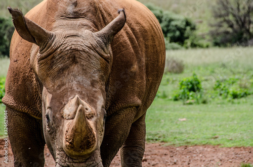 Nice rhino in Kruger National Park