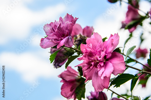 Rose of Sharon