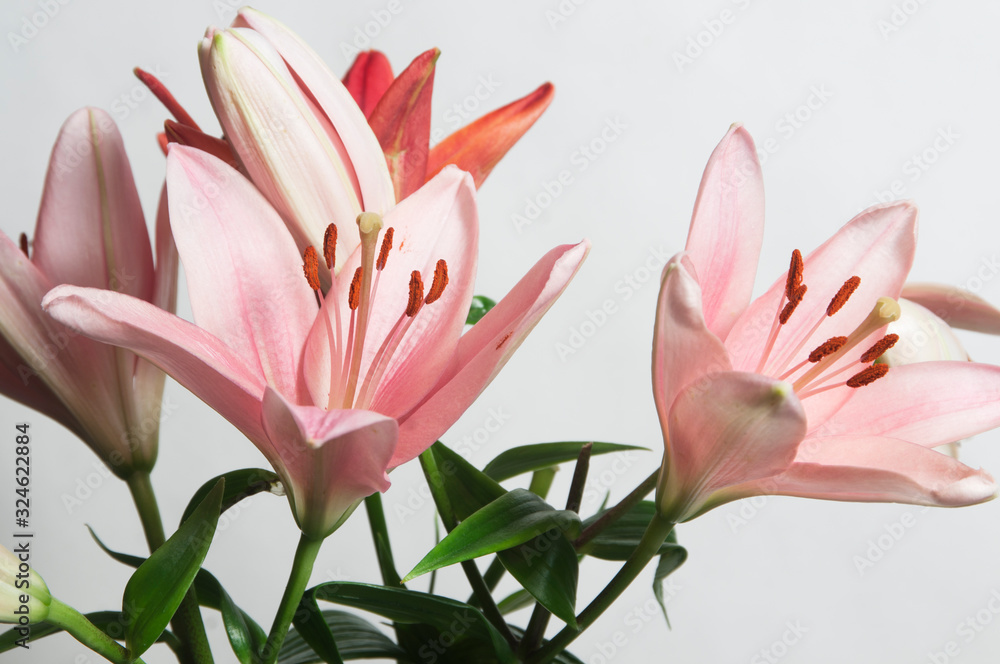 Pink lily flower ower white Pink lily flower ower white