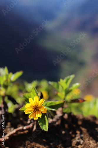 Yellow flower blurred background