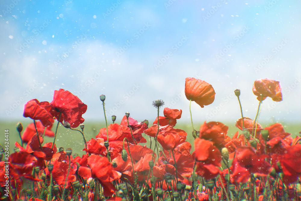 Fototapeta premium Poppy flowers summer background, field with red flowers over blue sky background. Meadow with beautiful bright red poppy flowers