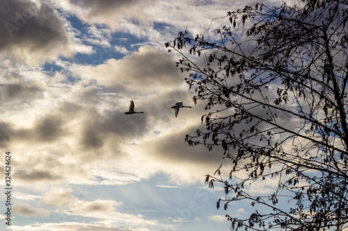 isolated mallard ducks couple anas platyrhynchos flying in blue sky