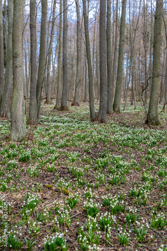 Fototapeta Naklejka Na Ścianę i Meble -  early spring forest with spring snowflake, Vysocina, Czech Repubic