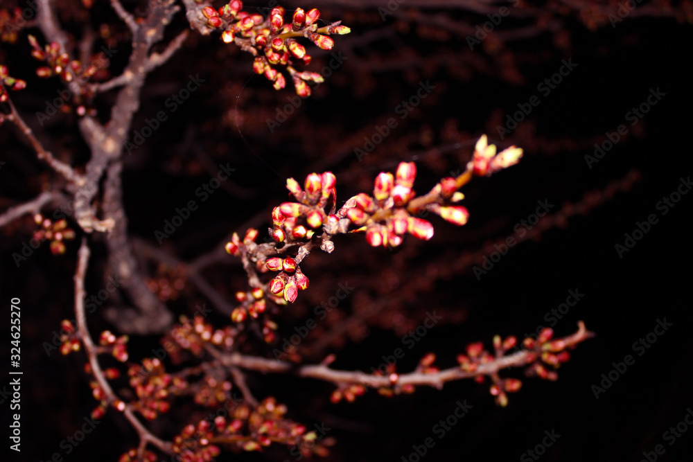 Close up cherry blossom on black background -Stock image. Blooming Japanese sakura buds and flowers on dark sky with copy space. Close up cherry blossom on black background -Stock image. Blooming Japanese sakura buds and flowers on dark sky with copy space.