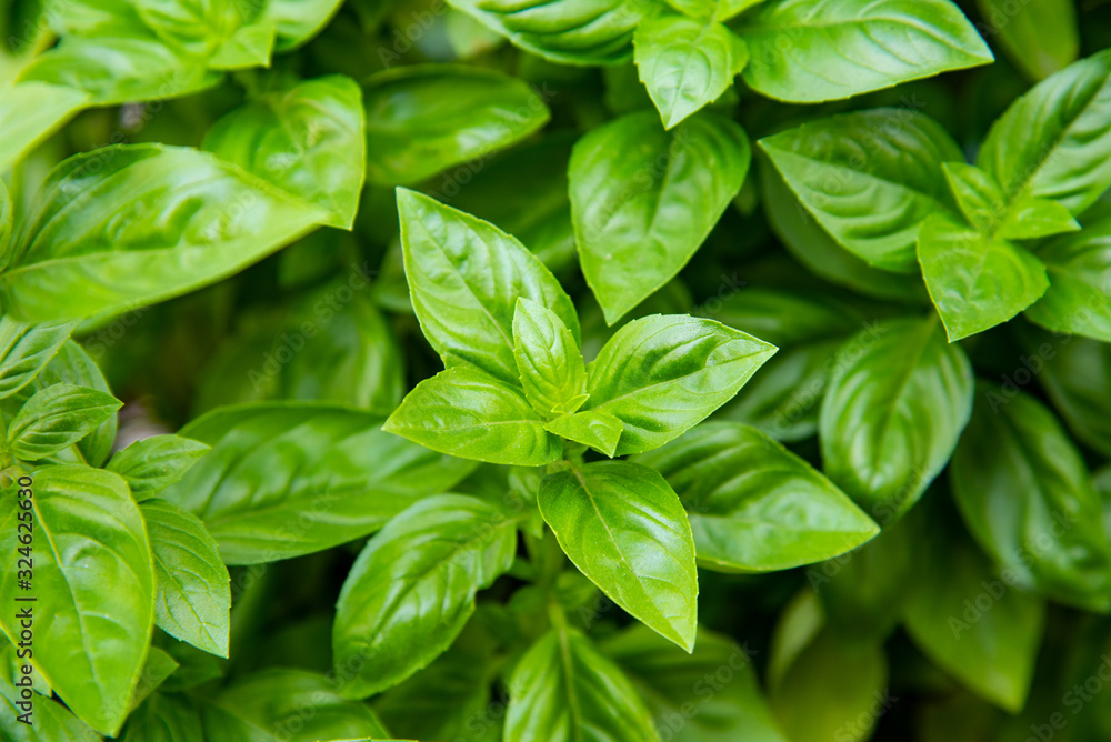 fresh green leaves fresh green leaves