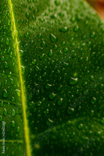 Large beautiful drops of transparent rain water on a green leaf macro. Drops of dew in the morning glow in the sun. Beautiful leaf texture in nature. Natural background