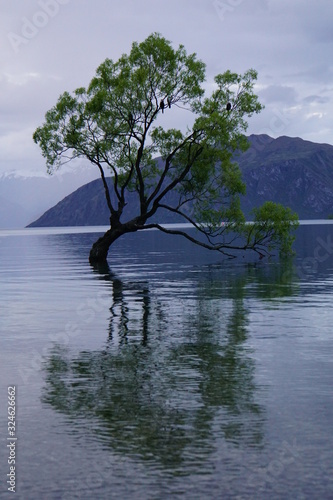Wanaka Tree in the Lake Wanaka New Zealand 