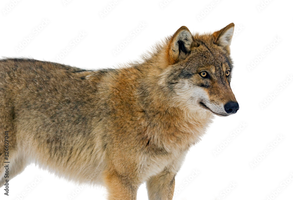 Obraz premium European grey wolf (Canis lupus) against white background