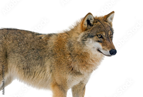 European grey wolf (Canis lupus) against white background