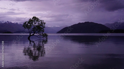 Wanaka Tree in the Lake Wanaka New Zealand 