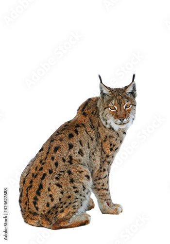 Eurasian lynx (Lynx lynx) portrait against white background