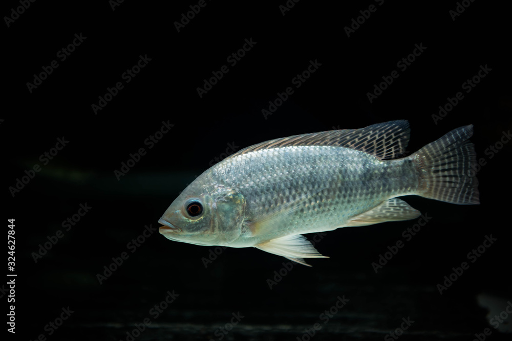 A crucian carp is swiming isolated on black background A crucian carp is swiming isolated on black background