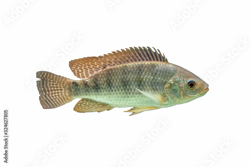A crucian carp is swiming isolated on white background 
