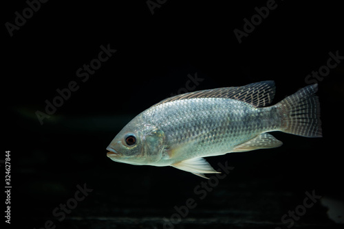 A crucian carp is swiming  isolated on  black background