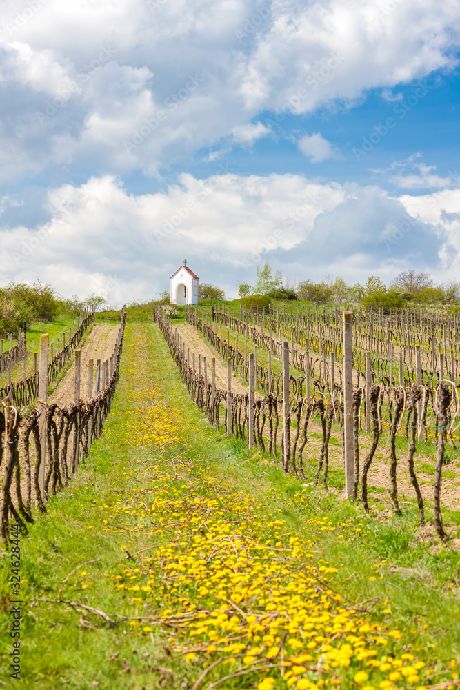 vineyards near Hnanice, Znojmo region, Czech Republic