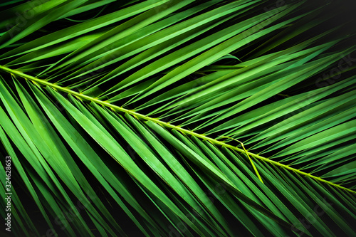 tropical palm leaves, jungle leaf floral background © de Art