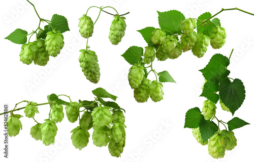 Set : fresh hops with cones, isolated on white background. Green ripe hop plant harvest, beer brewing concept.