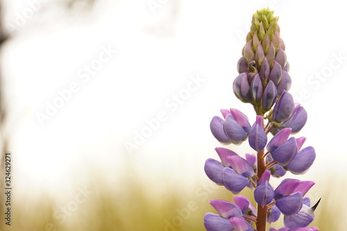 Lupinenblüte  photo