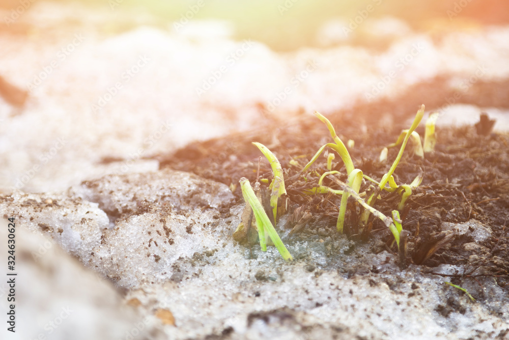 young green shoots leaves of flowers in early spring in land in rays of dawn. concept hello spring postcard young green shoots leaves of flowers in early spring in land in rays of dawn. concept hello spring postcard