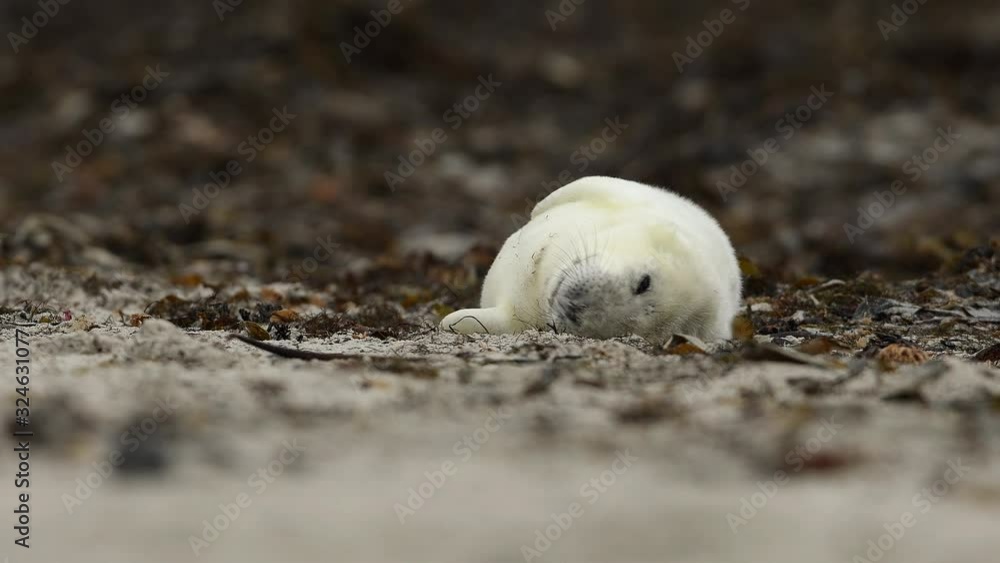 Young white and cute greyseal pup, close up, seal, north sea, wildlife, natural environment, Halichoerus grypus Young white and cute greyseal pup, close up, seal, north sea, wildlife, natural environment, Halichoerus grypus