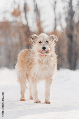 adorable mixed breed dog posing outdoors winter