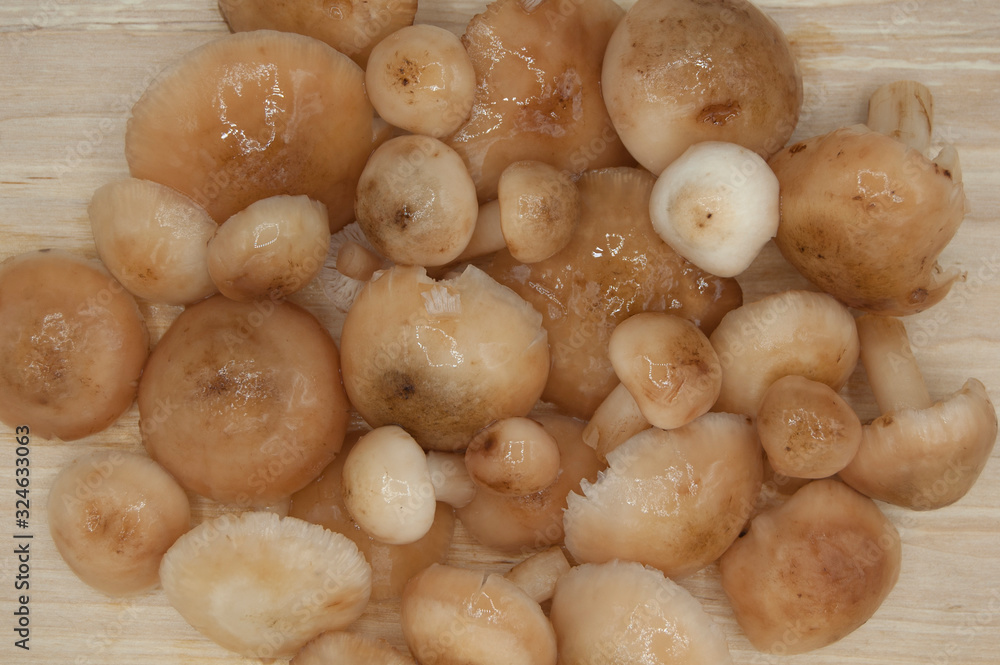 boiled fresh forest autumn mushrooms boiled fresh forest autumn mushrooms