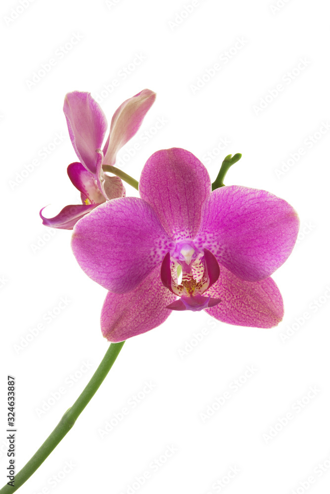 Beautiful pink Orchid flower on stem isolated on white background