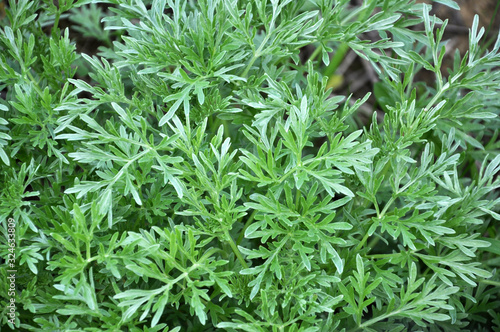 Photos Bitter wormwood (Artemisia absinthium) bush grows in nature