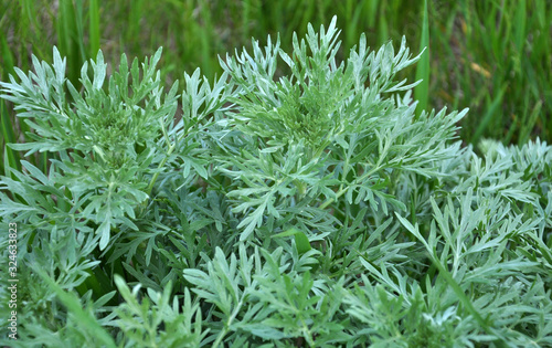 Bitter wormwood (Artemisia absinthium) bush grows in nature photo
